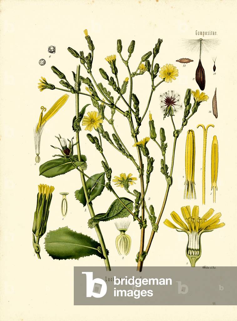 Prickly Lettuce (colour litho)
