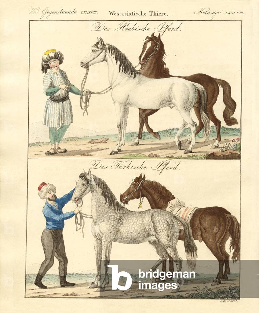 The horse with its different kinds (coloured engraving)