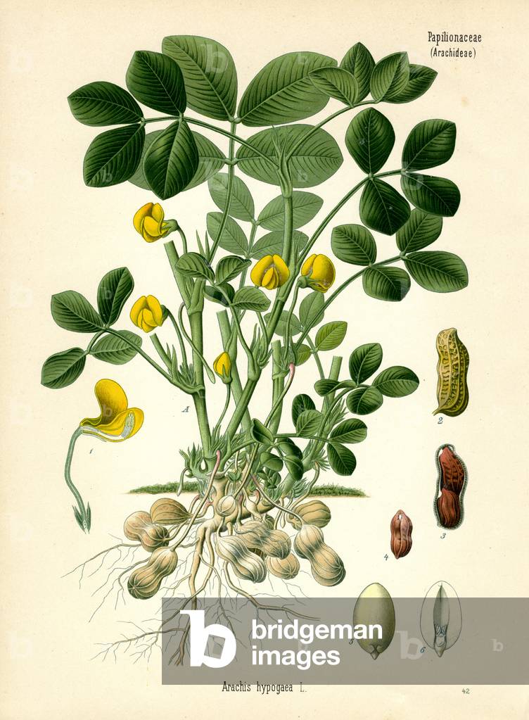 Peanut (colour litho)