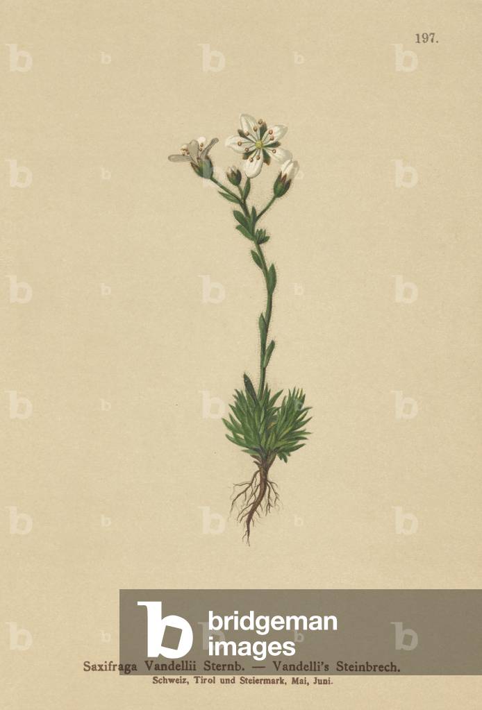 Vandelli's Saxifrage (Saxifraga Vandellii) (colour litho)