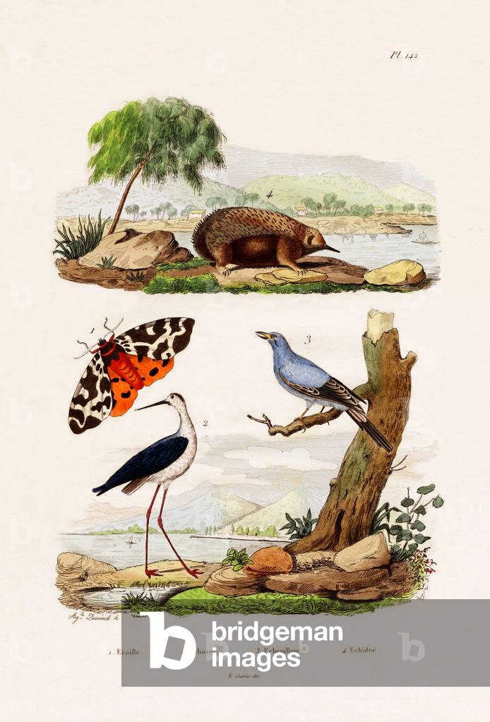 Garden Tiger, 1833-39 (coloured engraving)
