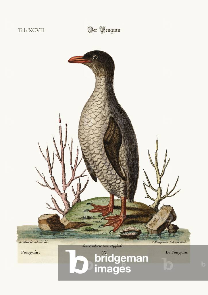 The Penguin, 1749-73 (coloured engraving)