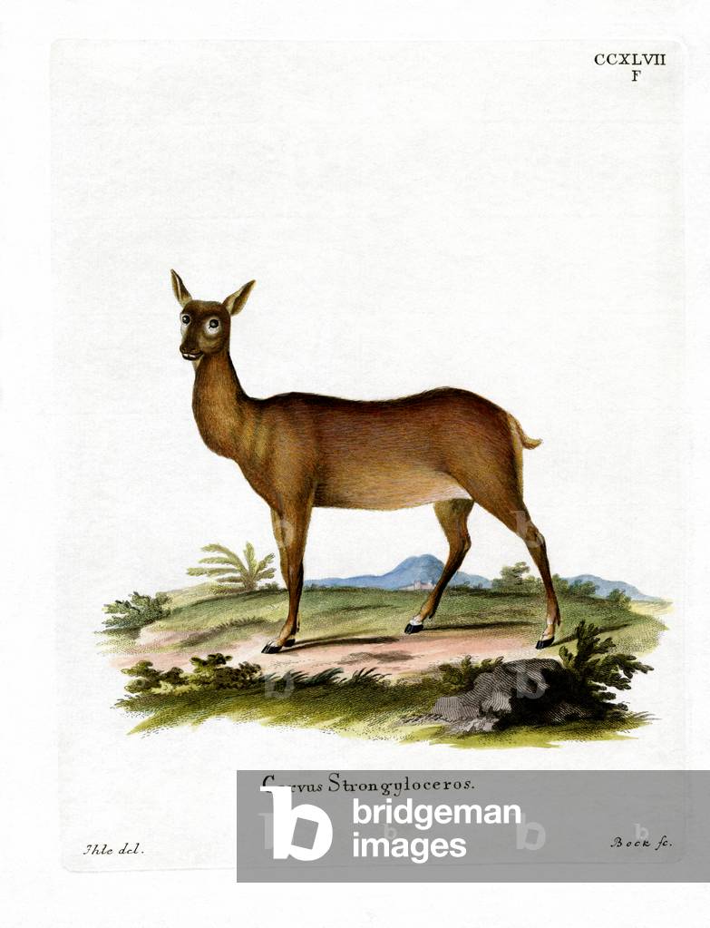 Wapiti (coloured engraving)