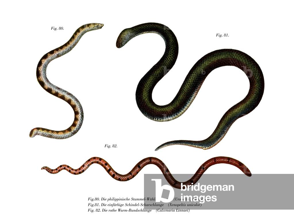 Large Shieldtail Snake (colour litho)