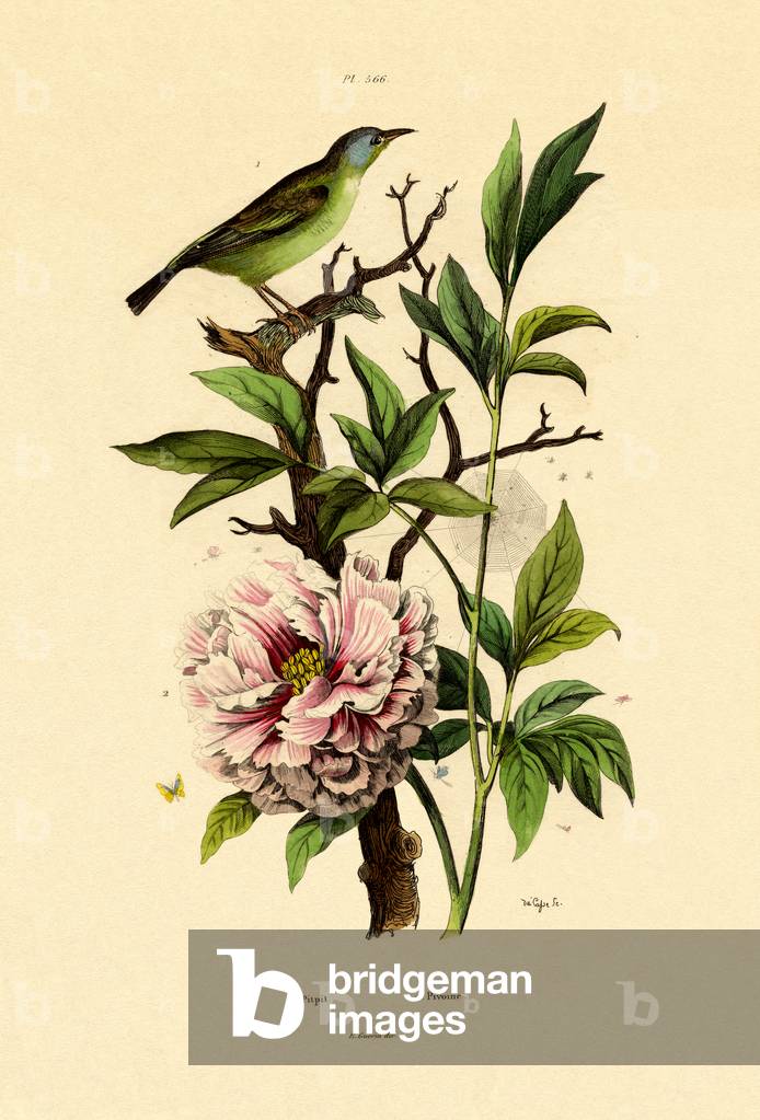 Blue Dacnis, 1833-39 (coloured engraving)