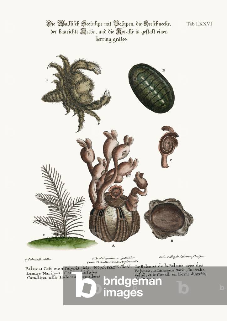 The Balanus of the Whale with Polypes, the Limax Marina, the Hairy Crab, and the Herringbone Coralline, 1749-73 (coloured engraving)