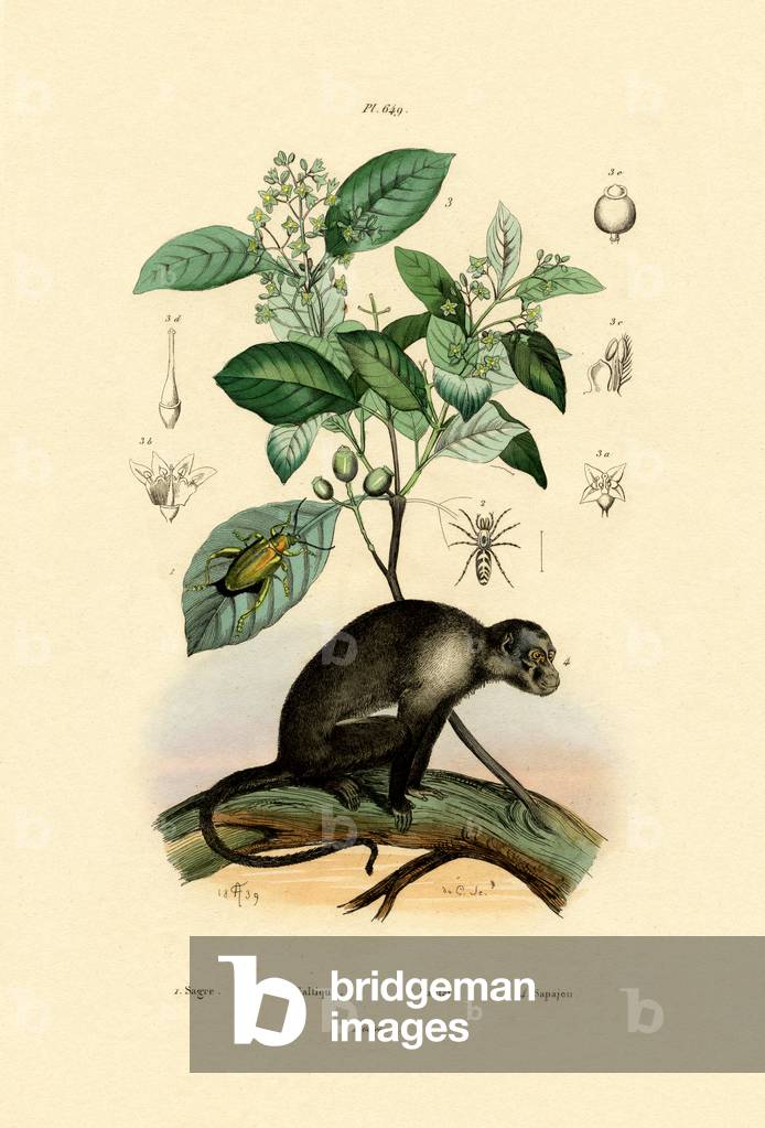 Jumping Spider, 1833-39 (coloured engraving)