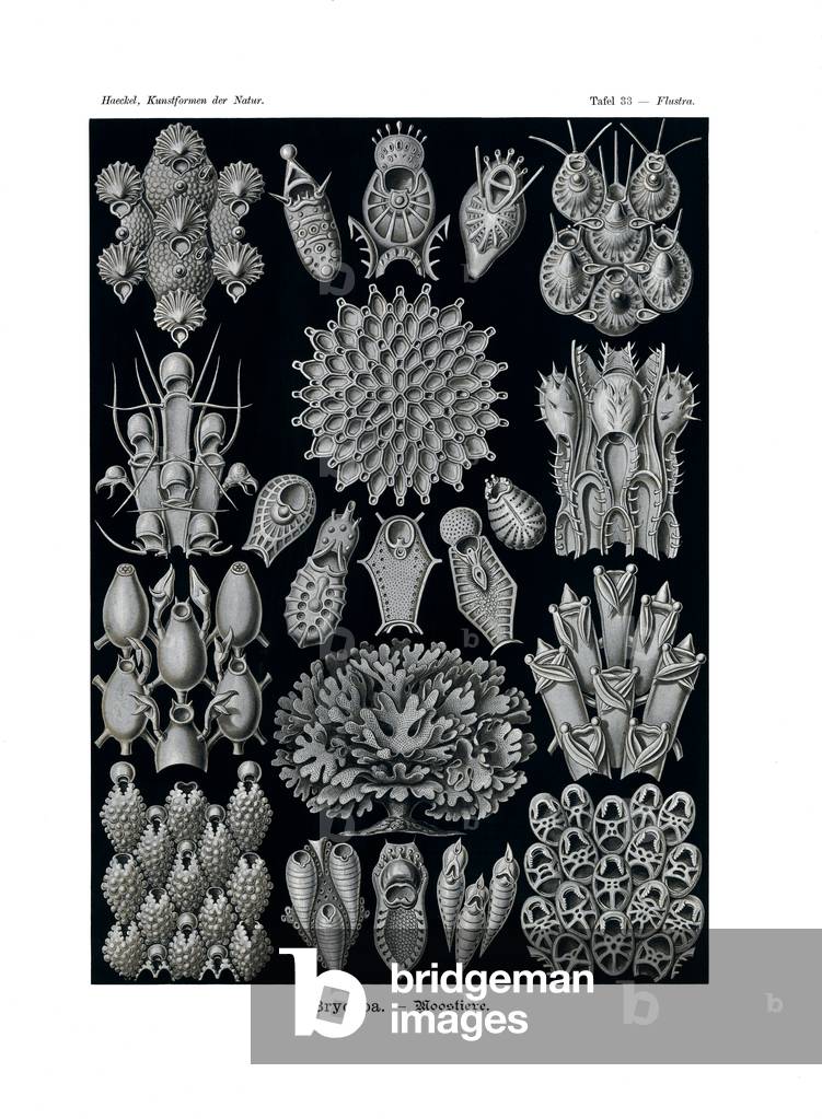 Bryozoa, 1899-1904 (colour litho)