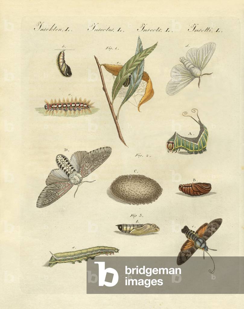 German night butterflies (coloured engraving)
