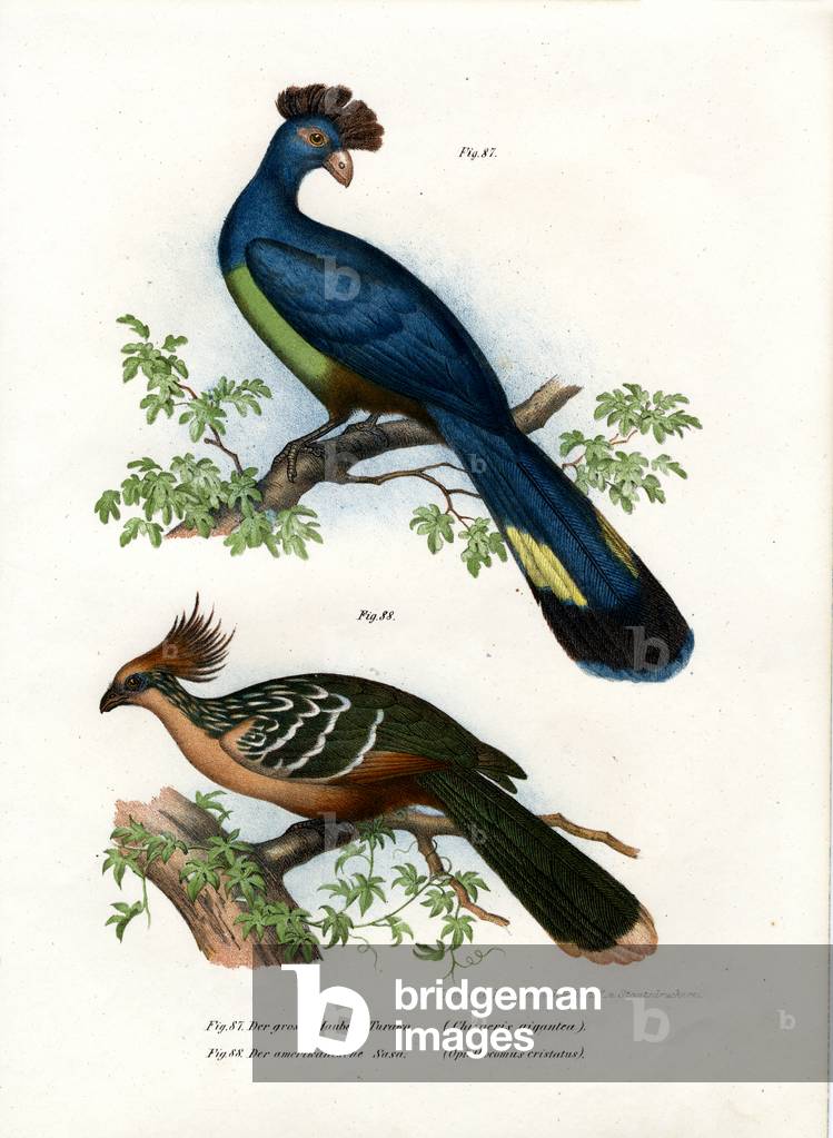 Great Turaco, 1864 (colour litho)