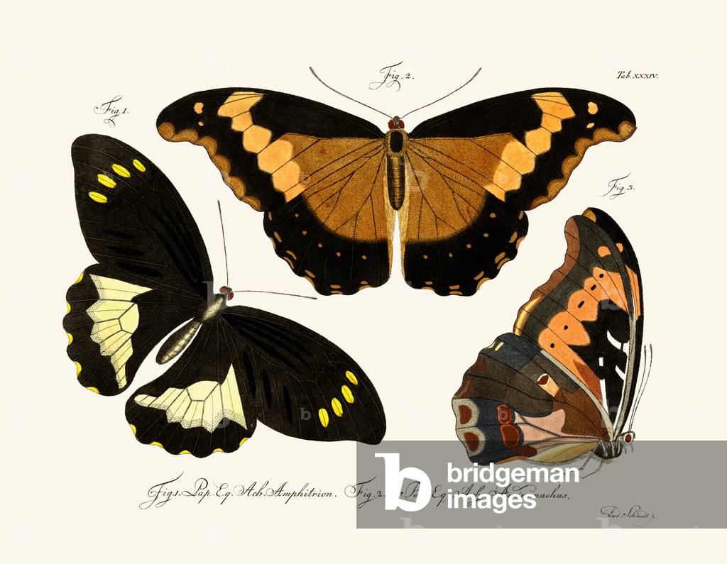 Butterflies, 1783-1806 (coloured engraving)