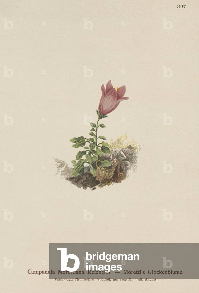 Dolomite bellflower (Campanula Morettiana) (colour litho)
