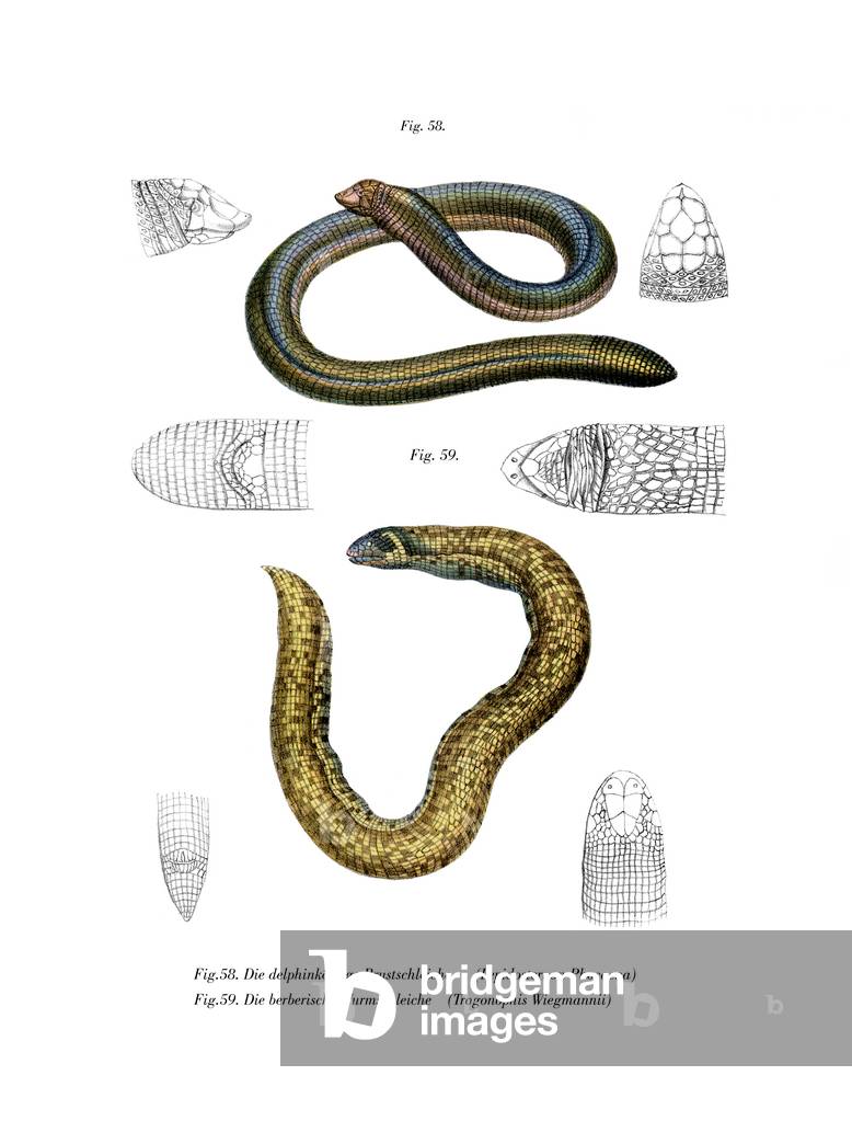 Smallhead Worm Lizard (colour litho)