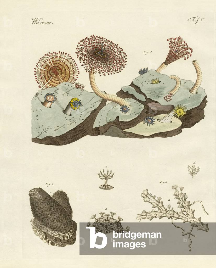 Zoophytes and animal plants (coloured engraving)
