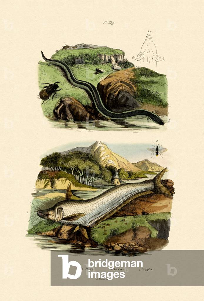 Wels Catfish, 1833-39 (coloured engraving)