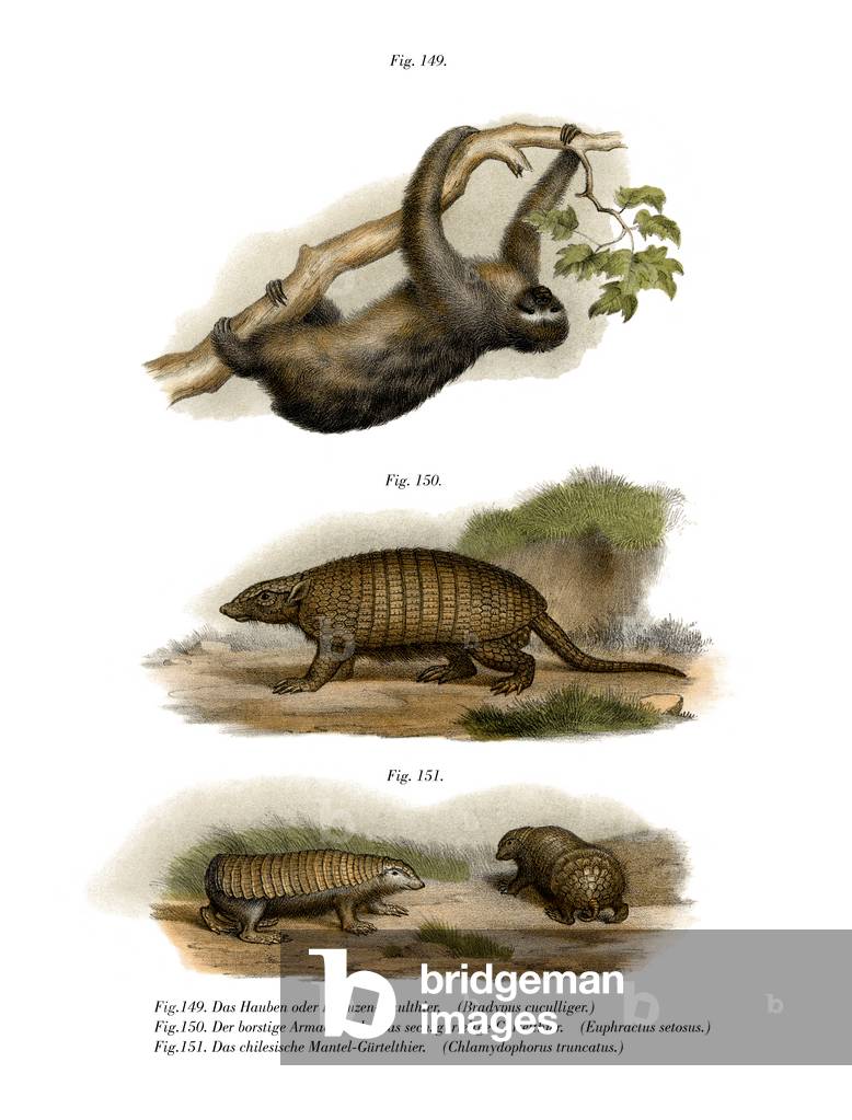 Three-toed Sloth, 1860 (colour litho)