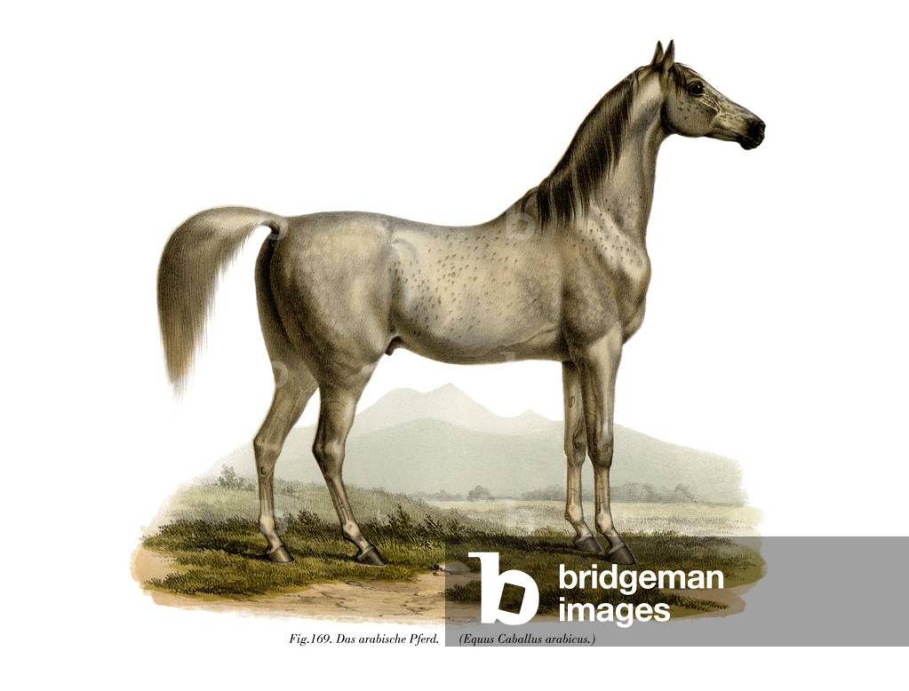 Arabian Horse, 1860 (colour litho)