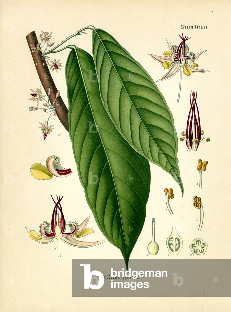 Cacao Tree (colour litho)