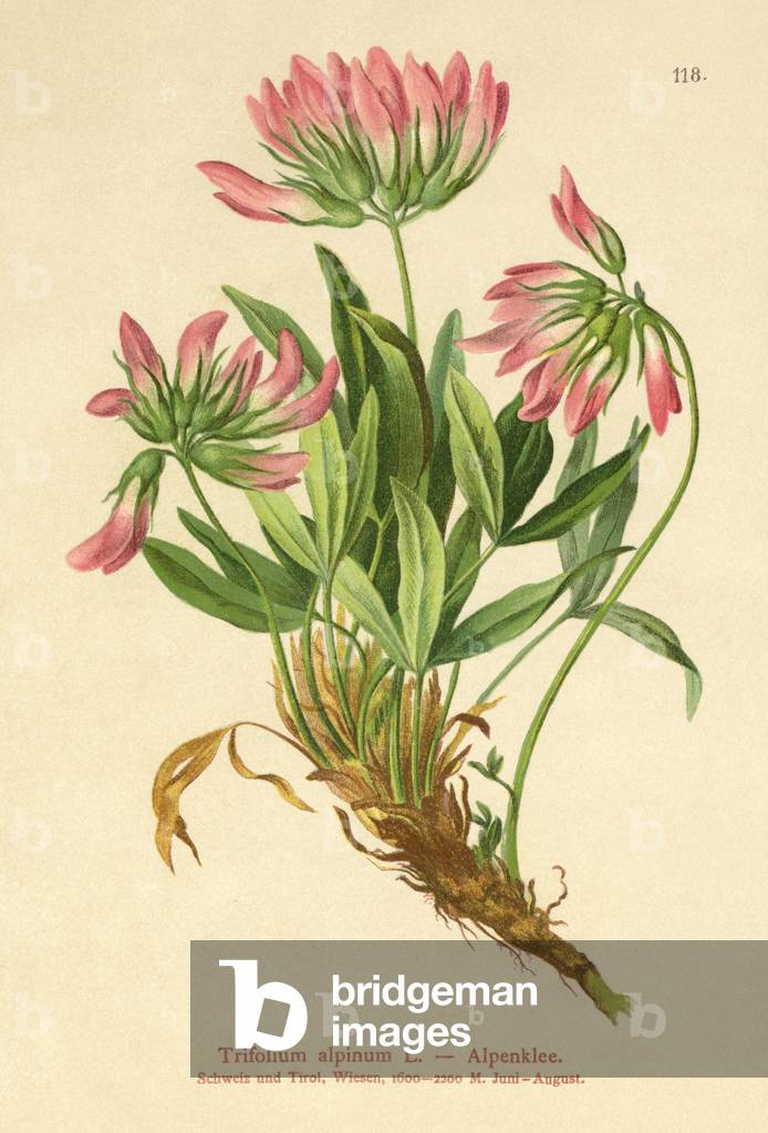 Alpine Clover (Trifolium alpinum) (colour litho)