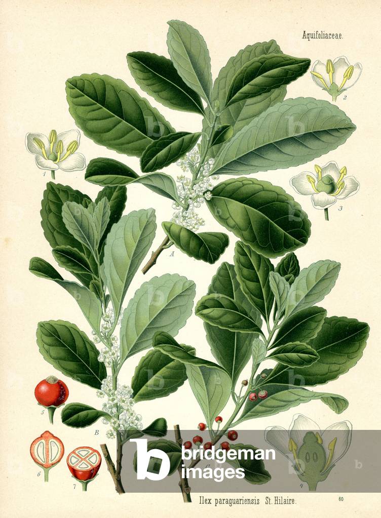 Mate (colour litho)