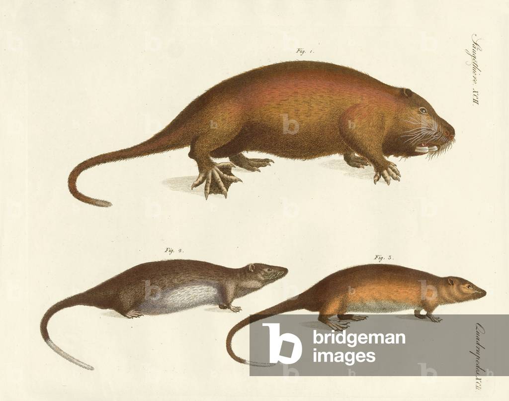 Strange mammals (coloured engraving)
