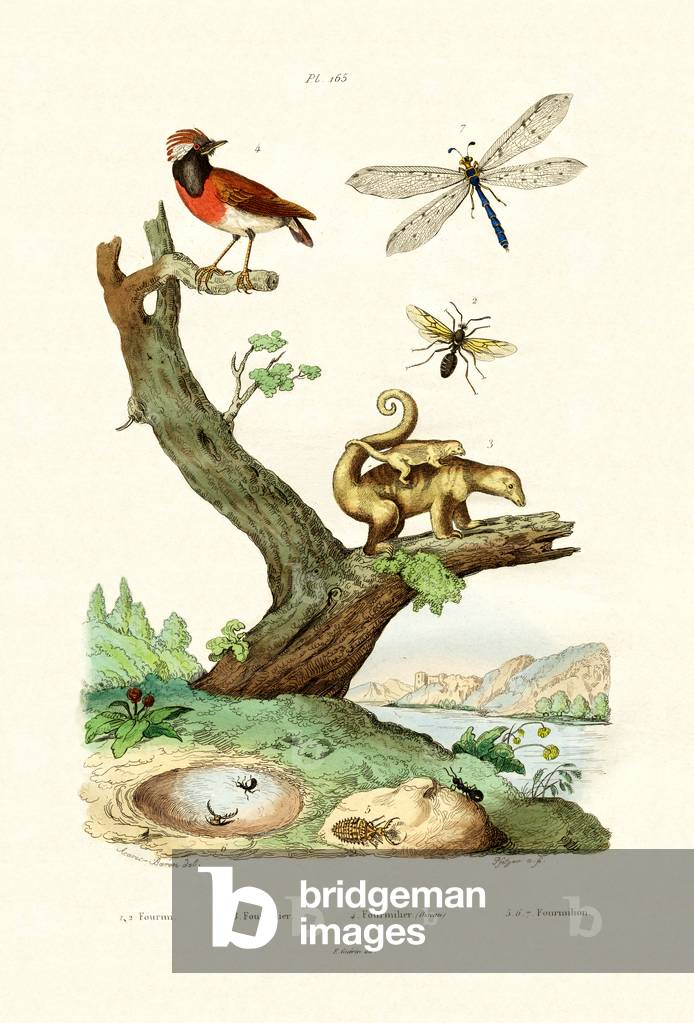 Ants, 1833-39 (coloured engraving)