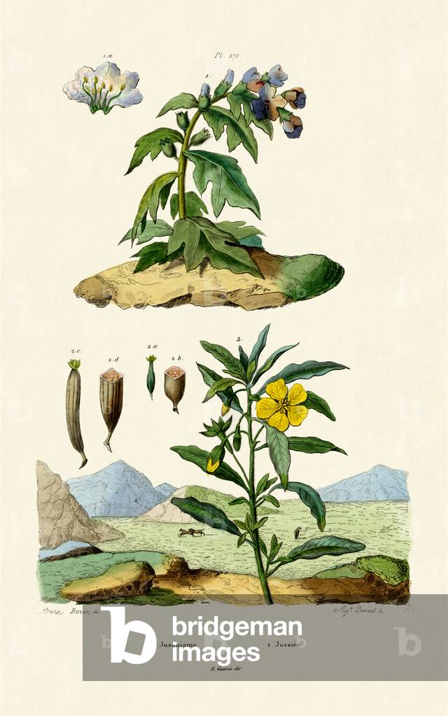 Henbane, 1833-39 (coloured engraving)