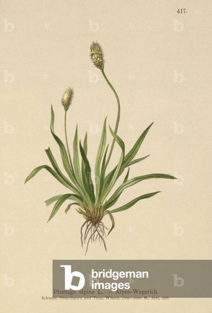 Alpine Plantain (Plantago alpina) (colour litho)