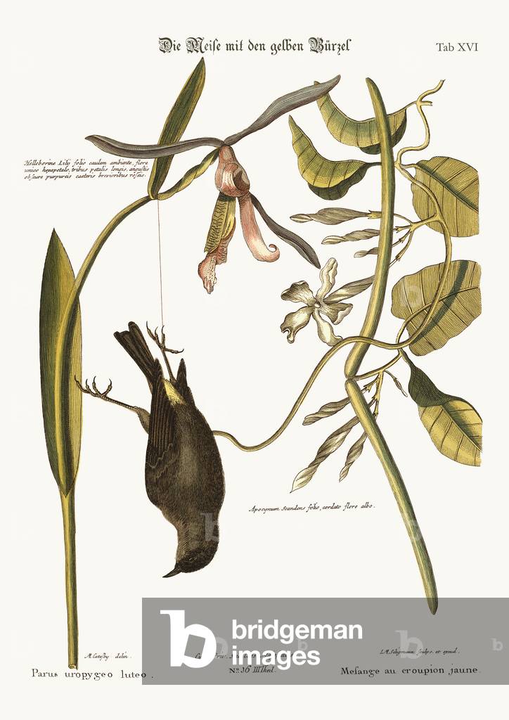 The Yellow-Rump, 1749-73 (coloured engraving)