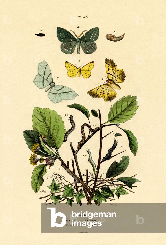 Butterflies, 1833-39 (coloured engraving)