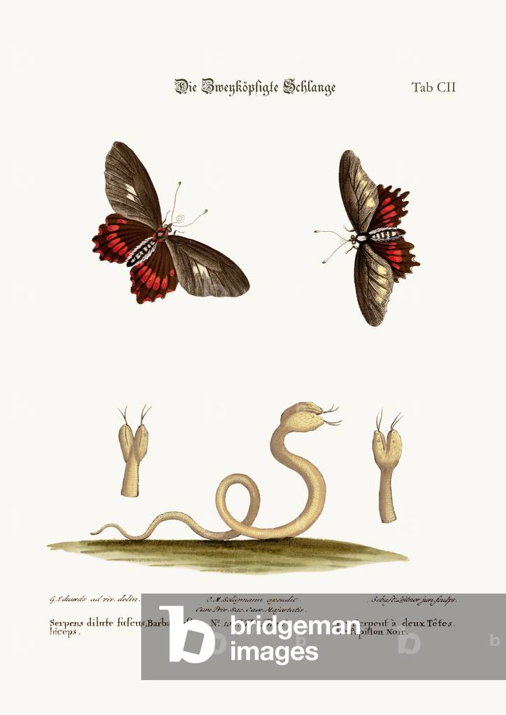 The Double-headed Snake. The Black Butterflies, 1749-73 (coloured engraving)