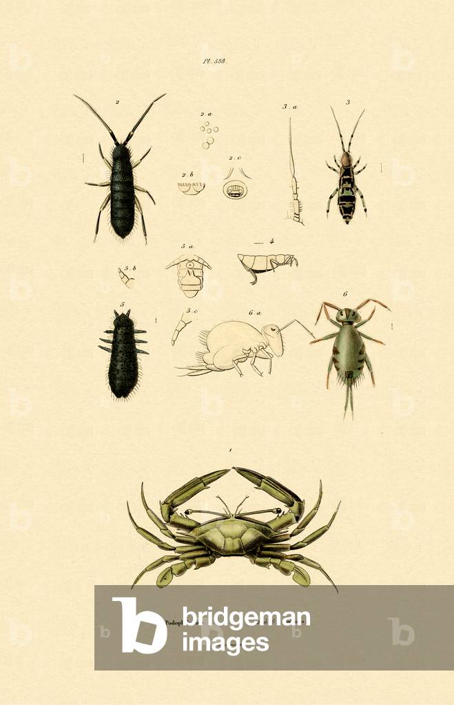 Sentinel Crab, 1833-39 (coloured engraving)