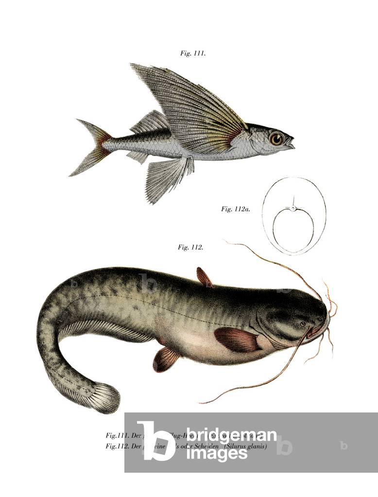 Two-winged Flyingfish (colour litho)