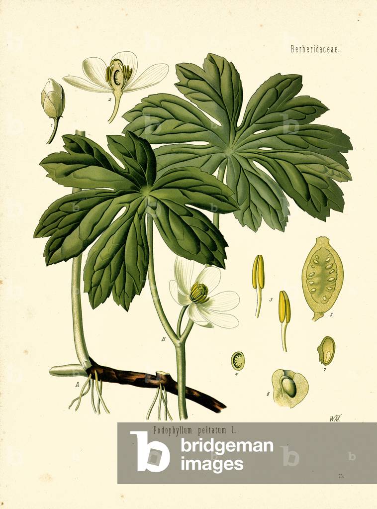 Mayapple (colour litho)