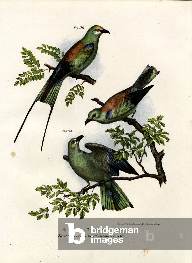 Roller, 1864 (colour litho)