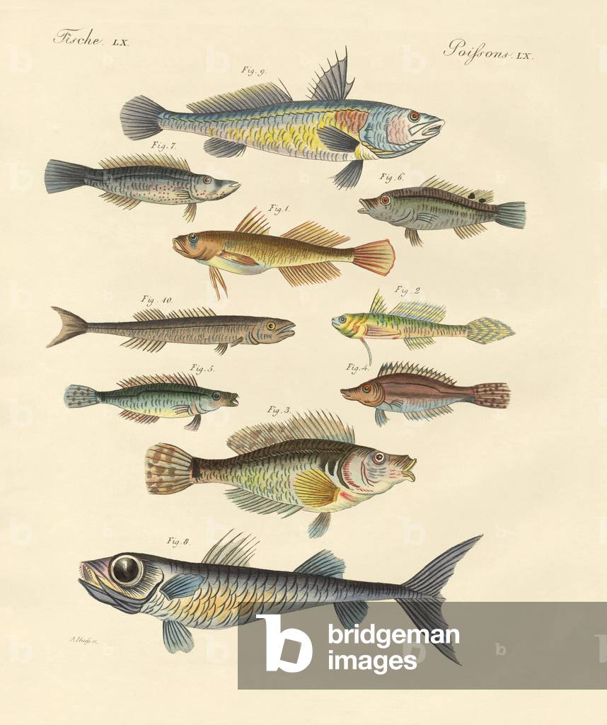 Strange and beautiful fish (coloured engraving)