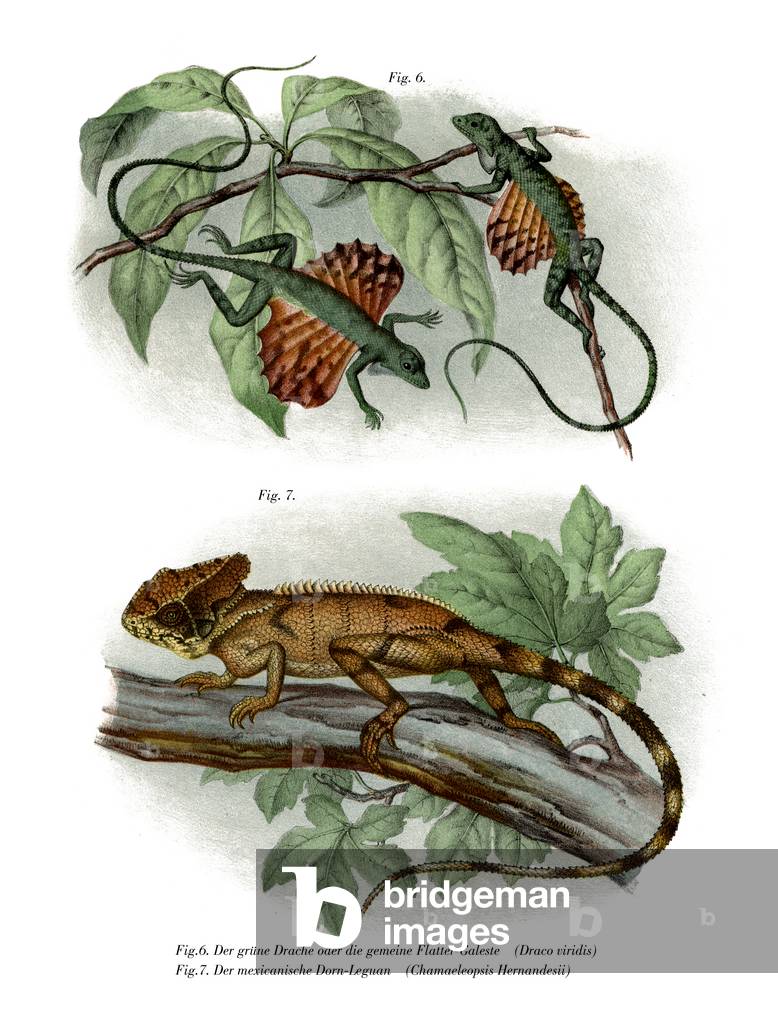 Flying Lizard (colour litho)