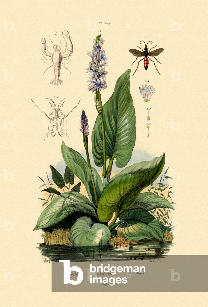 Spider Wasp, 1833-39 (coloured engraving)