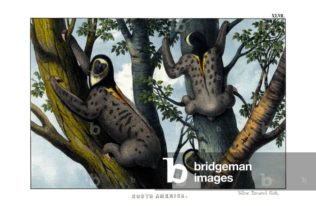 Yellow-throated Sloth, 1860 (colour litho)