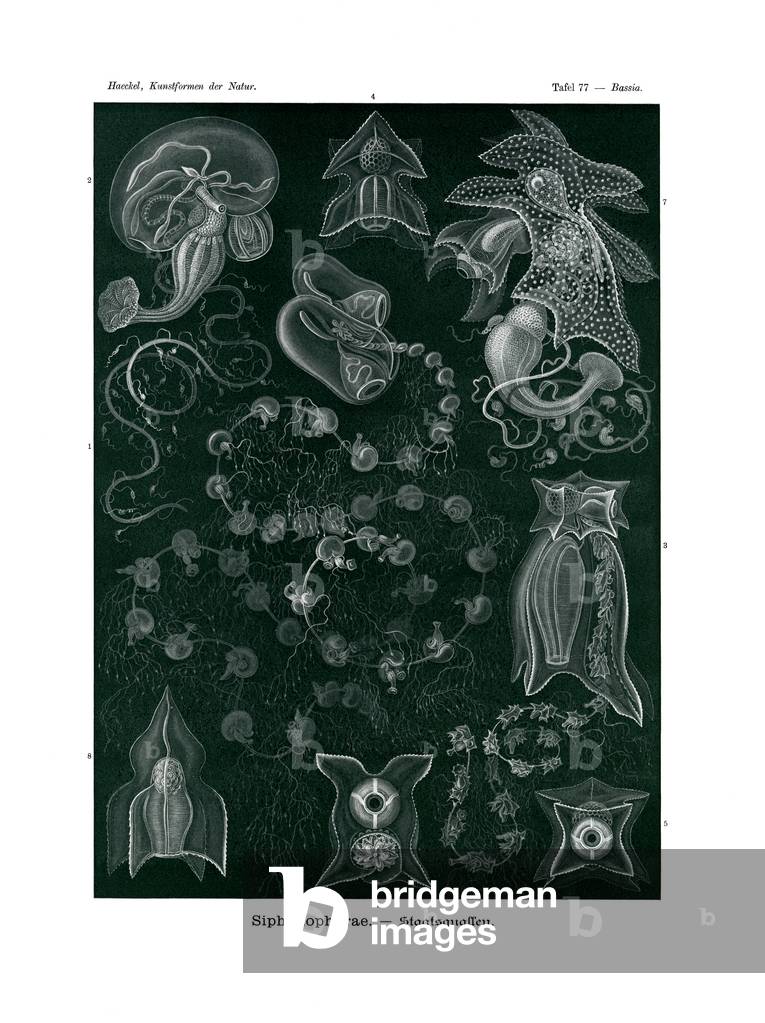 Siphonophorae, 1899-1904 (colour litho)