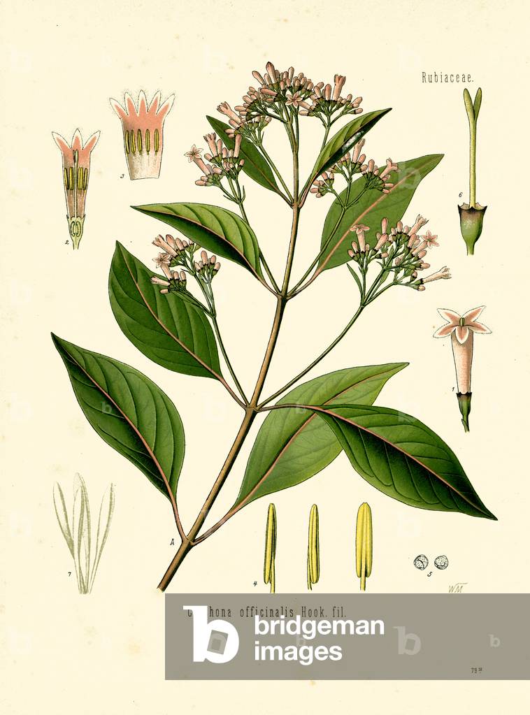 Cinchona (colour litho)
