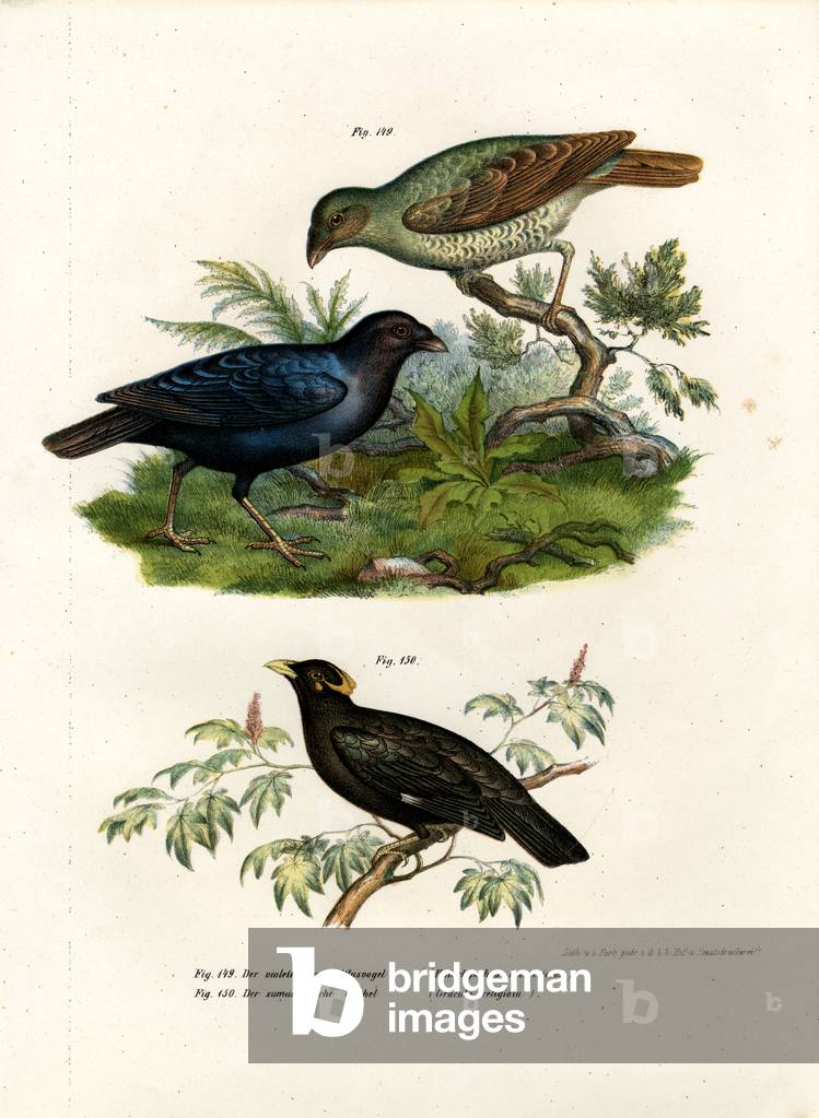 Satin Bower Bird, 1864 (colour litho)