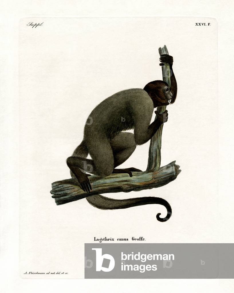 Geoffroy's Woolly Monkey (coloured engraving)