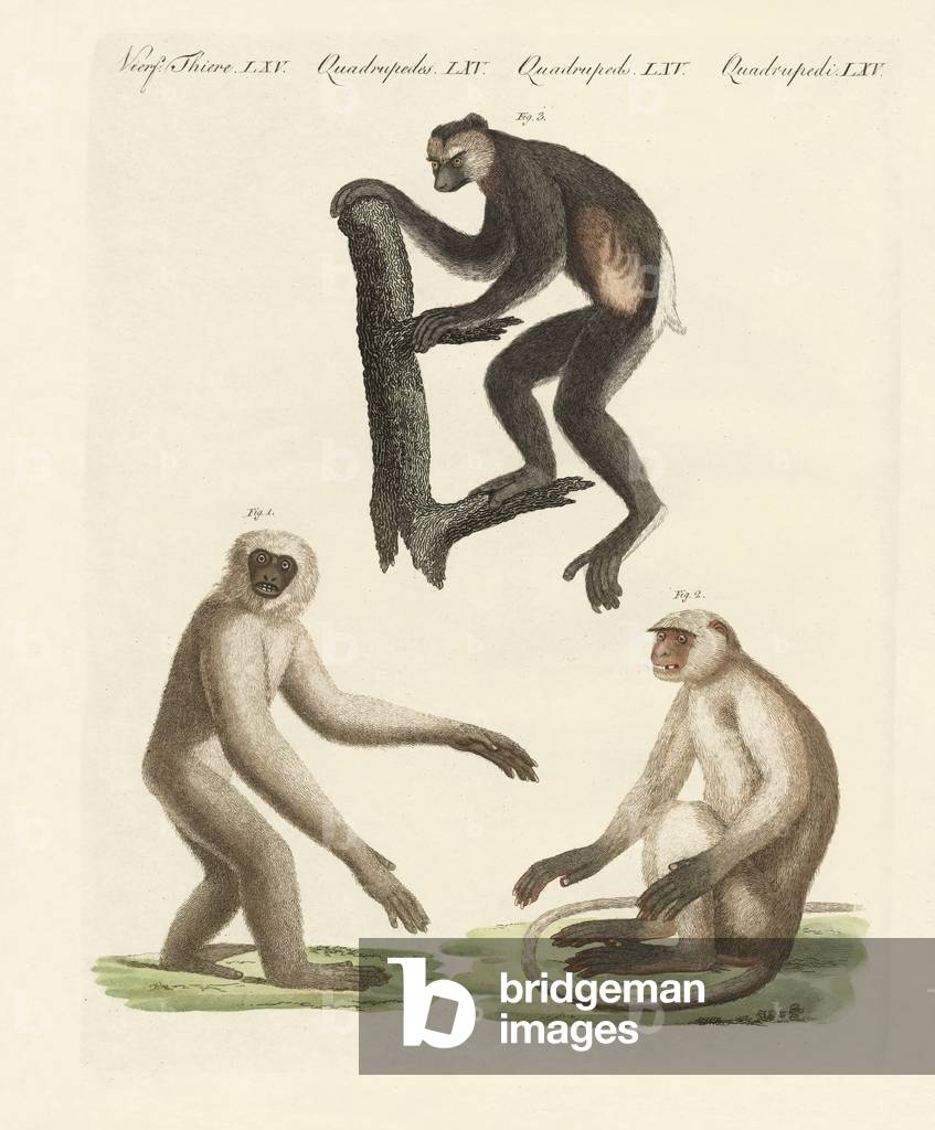 Three kinds of monkeys (coloured engraving)