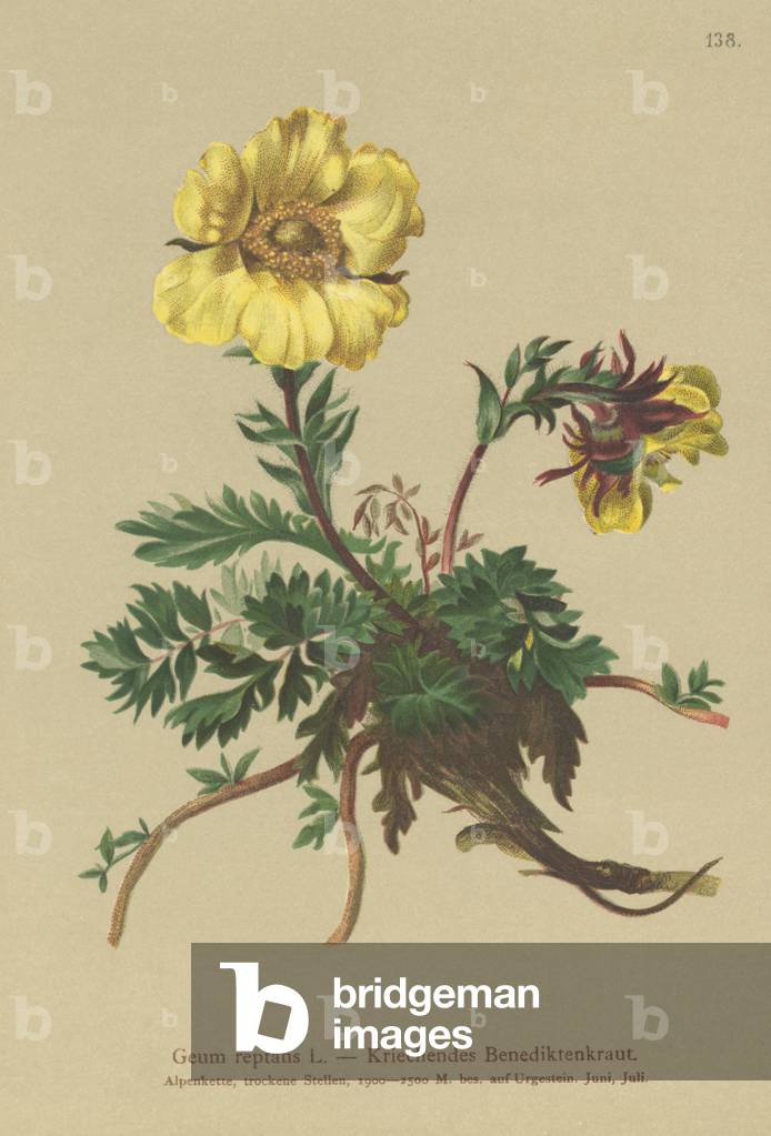 Creeping Avens (Geum reptans) (colour litho)