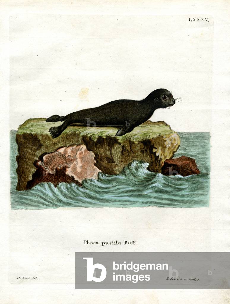 Brown Fur Seal (coloured engraving)