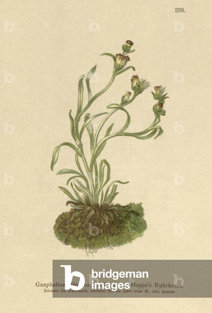 Hoppe's Cudweed (Gnaphalium Hoppeanum, Omalotheca hoppeana) (colour litho)