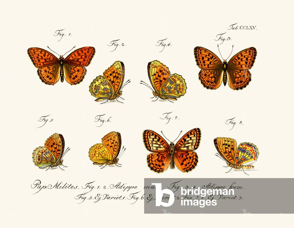Butterflies, 1783-1806 (coloured engraving)
