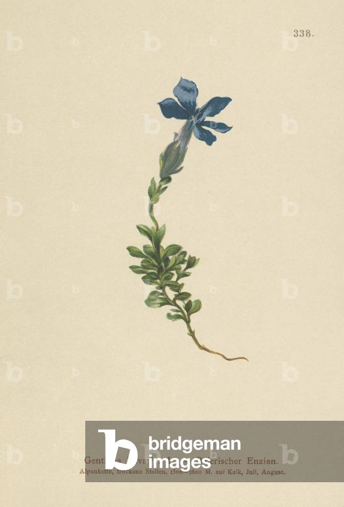 Bavarian Gentian (Gentiana Bavarica) (colour litho)