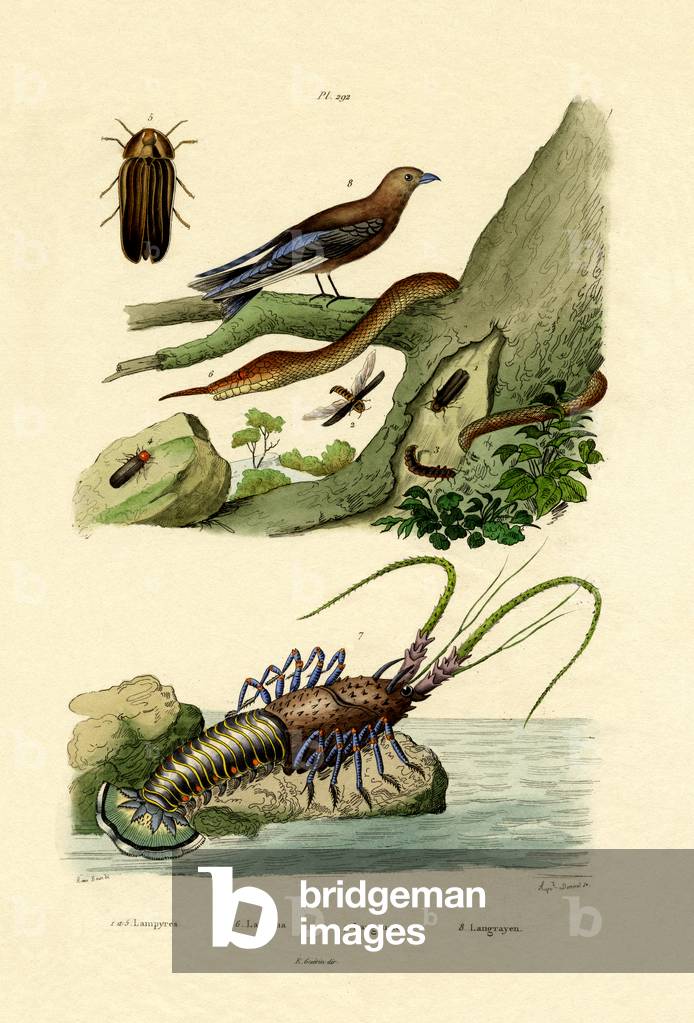 Glimworm, 1833-39 (coloured engraving)